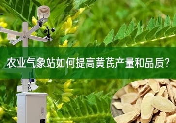 農(nóng)業(yè)氣象站如何提高黃芪產(chǎn)量和品質(zhì)？